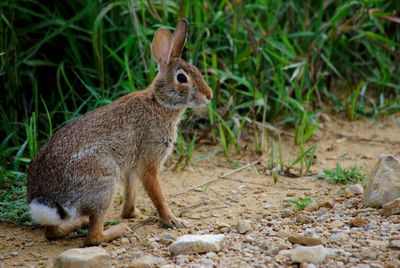 Close-up of a rabbit on a dirt farm road