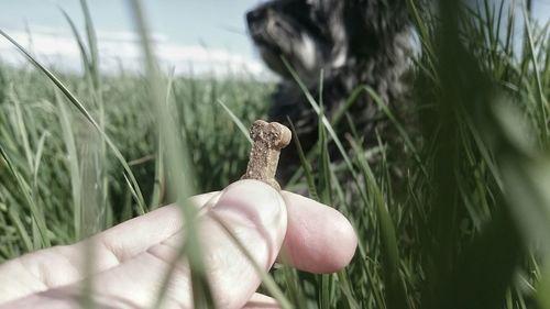 Close-up of plant growing on field