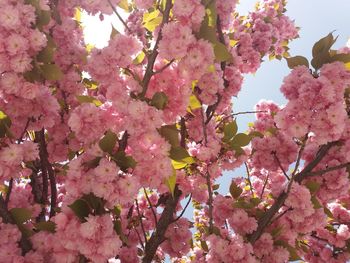 Close-up of pink cherry blossoms in spring