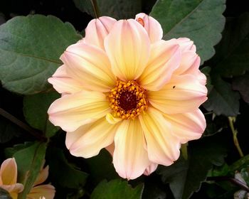 Close-up of pink flower