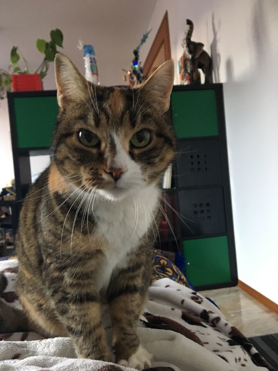 CLOSE-UP PORTRAIT OF CAT ON BLANKET