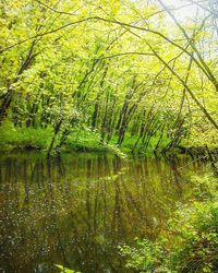 Scenic view of lake in forest