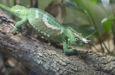 Close-up of lizard on tree