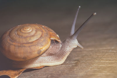 The snail is moving slowly towards the destination.