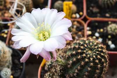 Close-up of white flowering plant