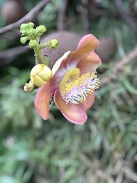 Close-up of pink flower buds