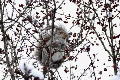 Squirrel perching in tree eating berries