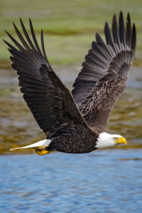 Seagull flying over a water