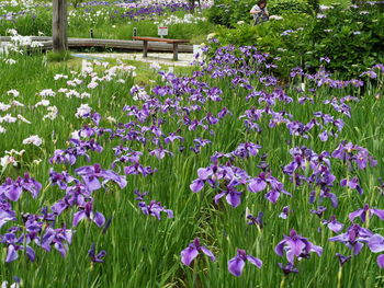 Close-up of purple flowering plants on field