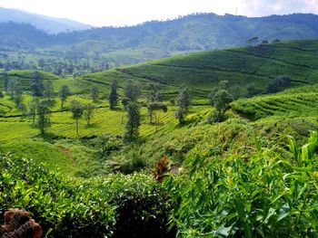 Scenic view of agricultural field
