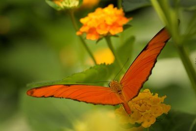 Close-up of butterfly pollinating on orange flower