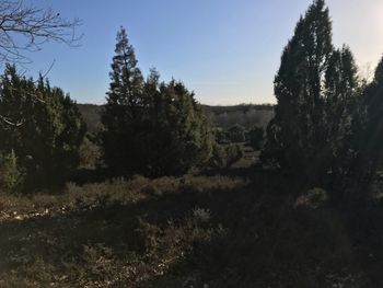 Scenic view of trees on field against sky