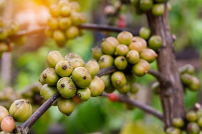 Close-up of berries growing on tree