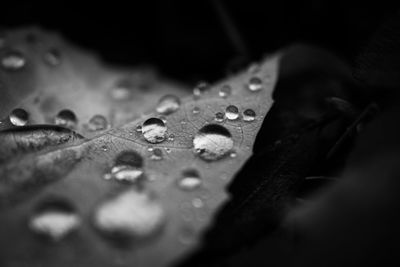 Close-up of raindrops on maple leaves