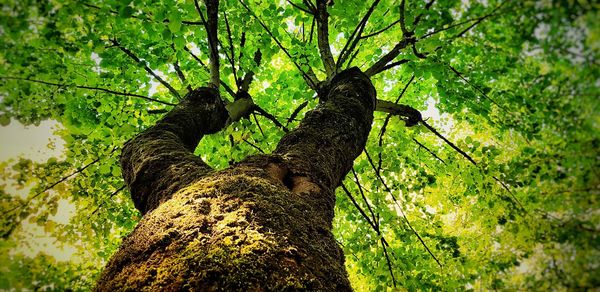 Low angle view of a tree