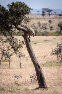 Dead tree on field