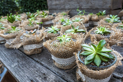 Close-up of succulent plant in basket