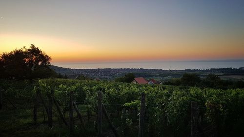 Scenic view of agricultural field against sky during sunset