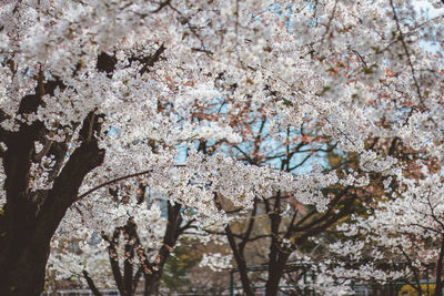 Low angle view of cherry blossom tree