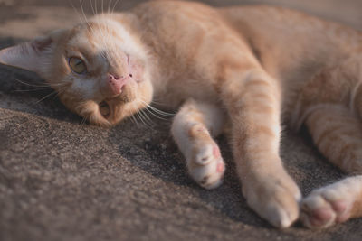 Close-up of cat resting