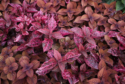 Full frame shot of purple flowering plants during autumn