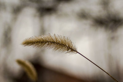 Close-up of dandelion on field against sky