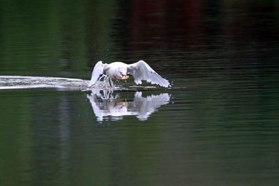 Ring billed gull carrying fish in beak over lake