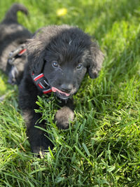 Dog looking away in field