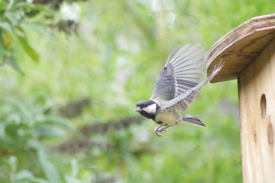 Close-up of bird flying