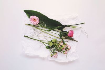 High angle view of pink roses against white background