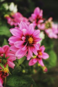 Close-up of pink flowers