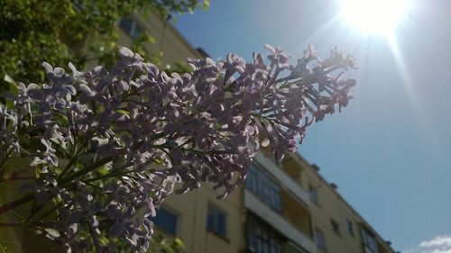 Low angle view of trees against sky