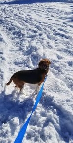 Dog on snow covered landscape