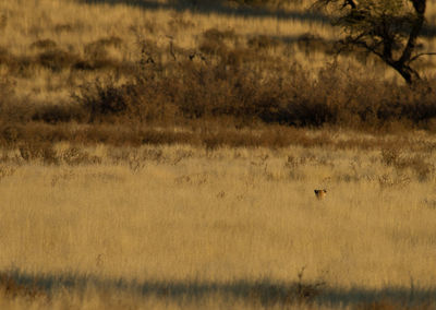 Leopard by plants