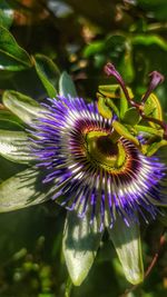 Close-up of purple flowering plant