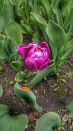 Close-up of pink flower blooming outdoors