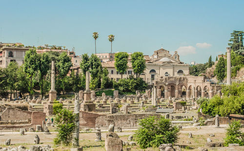 Trees in roman forum against sky