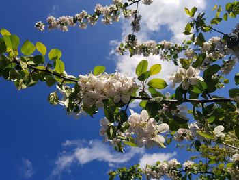 Low angle view of cherry blossoms against sky