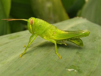 Close-up of insect on leaf