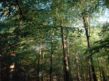 Low angle view of bamboo trees in forest