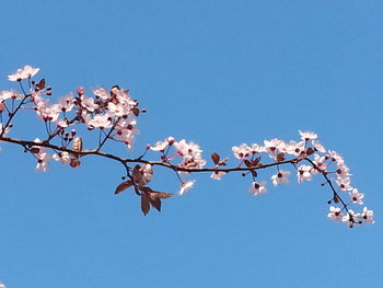 Low angle view of cherry blossom tree