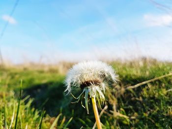 Close-up of dandelion on field against sky