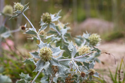 Close-up of flowers