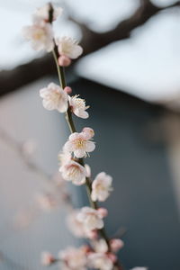 Close-up of cherry blossoms in spring