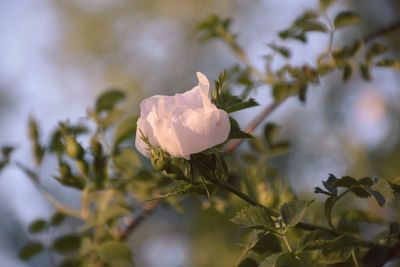 Close-up of white flowering plant