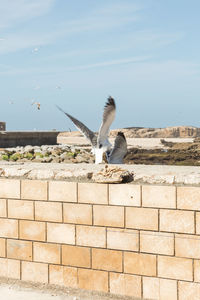 Seagull flying against wall