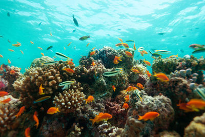 Fish swimming in sea