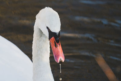 Adult swan swimming in the pond gets a close up