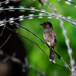 Close-up of bird perching on branch