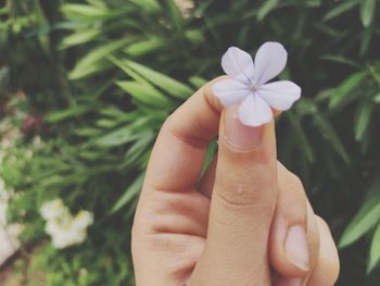 Close-up of hand holding flowering plant